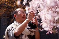 Cherry Blossom Festival - 2011